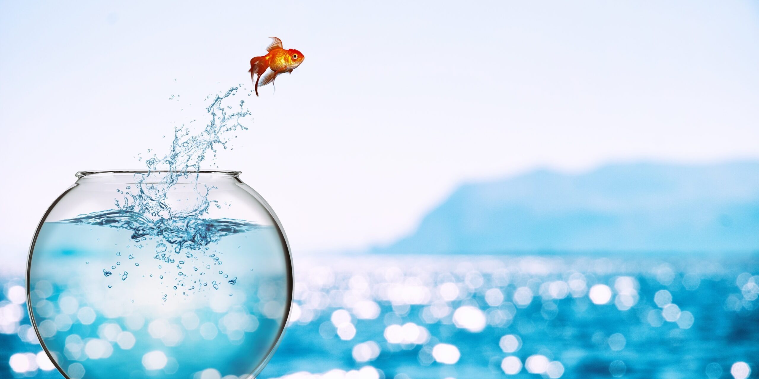 Goldfish leaps out of the aquarium to throw itself into the sea