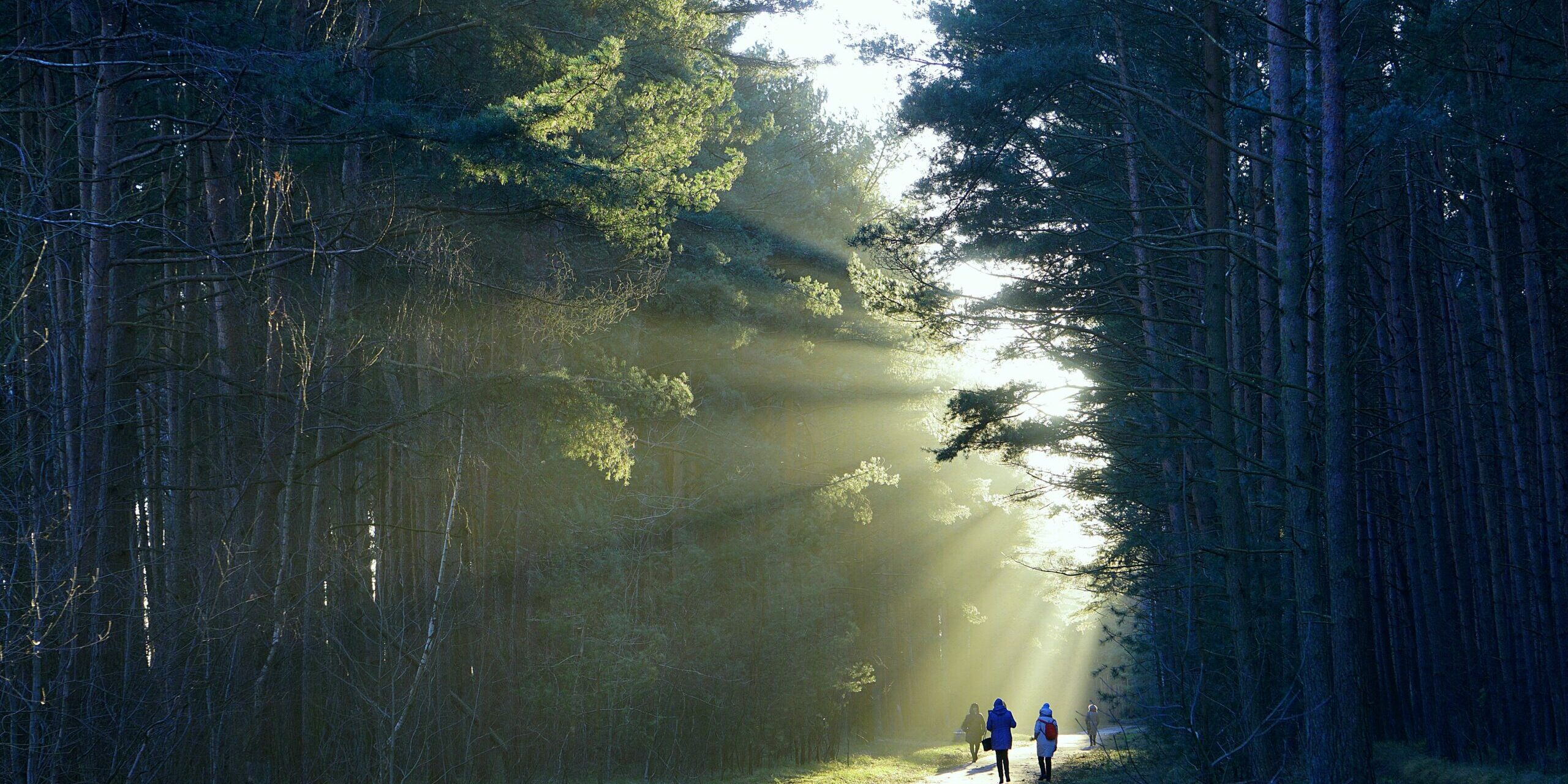 Sentier lumineux en forêt, symbole de la réponse à la question pourquoi je n’arrive pas à arrêter.