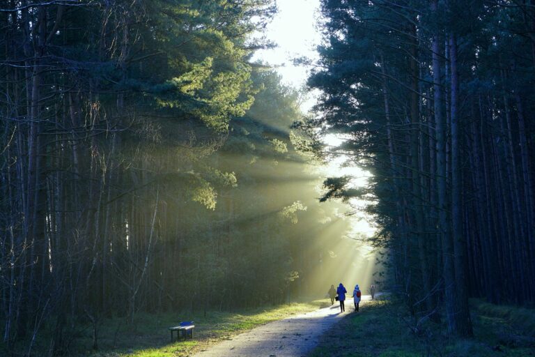 Sentier lumineux en forêt, symbole de la réponse à la question pourquoi je n’arrive pas à arrêter.